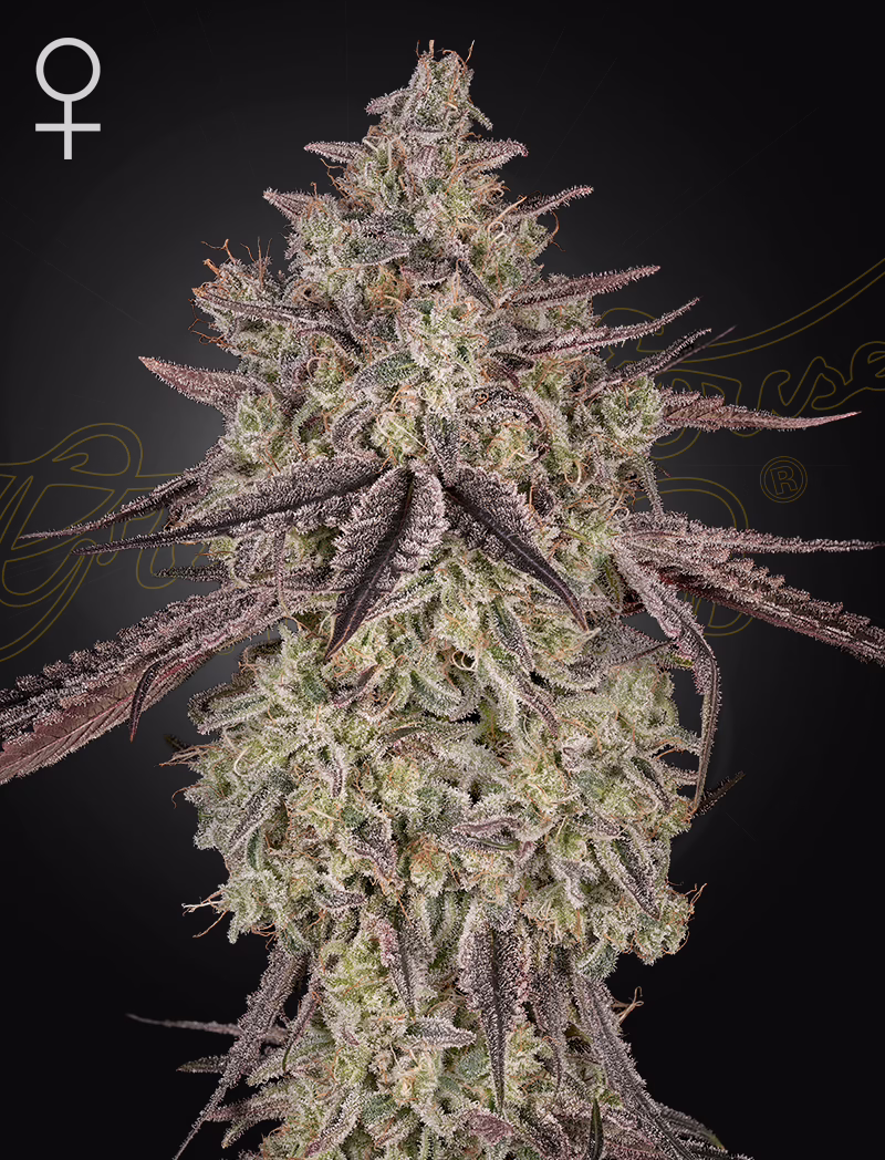 Skywalker Auto autoflower cannabis seeds by Green House Seed Co, Skywalker OG x Gelato #41 Auto