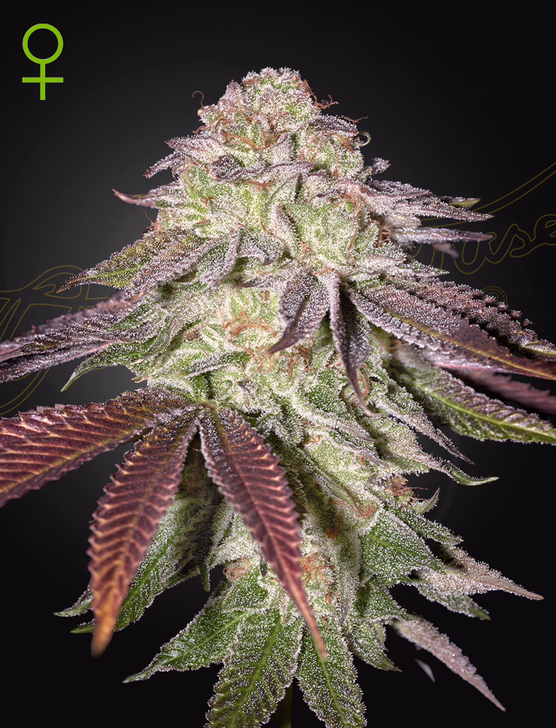 Sugarlato Auto autoflower cannabis seeds by Green House Seed Co, King's Tart x Gelato #41 Auto, 10-pack