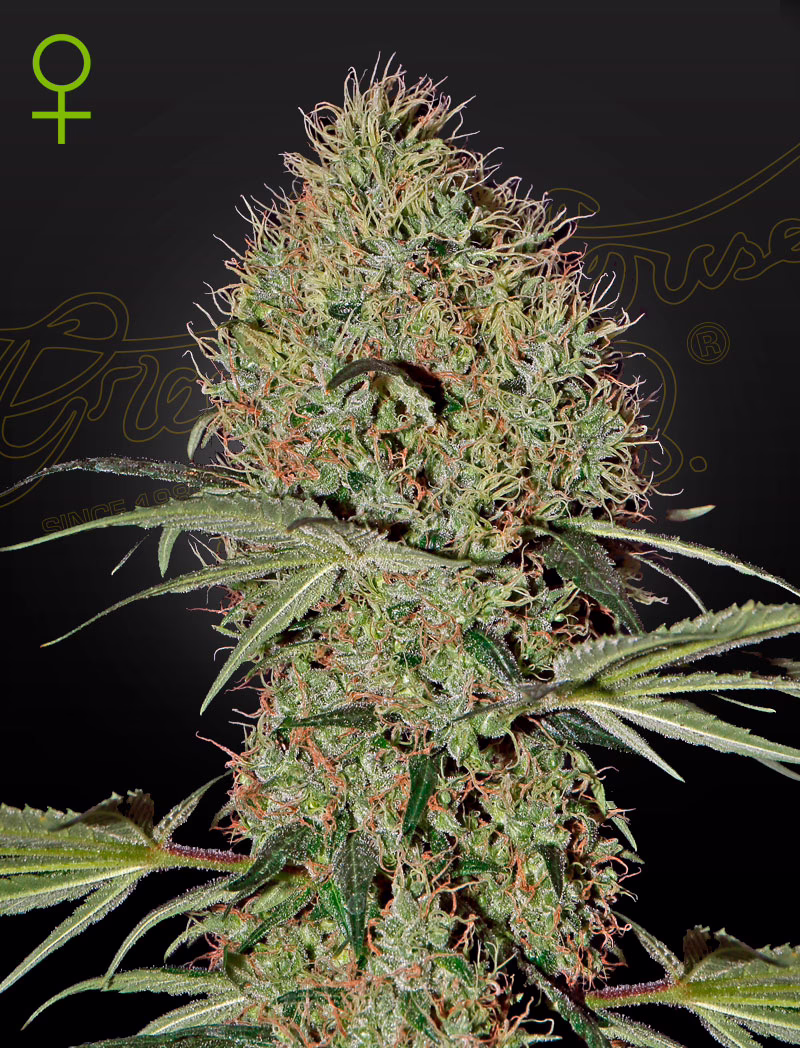 Super Bud Auto autoflower cannabis seeds by Green House Seed Co, Super Bud x Ruderalis, 5-pack