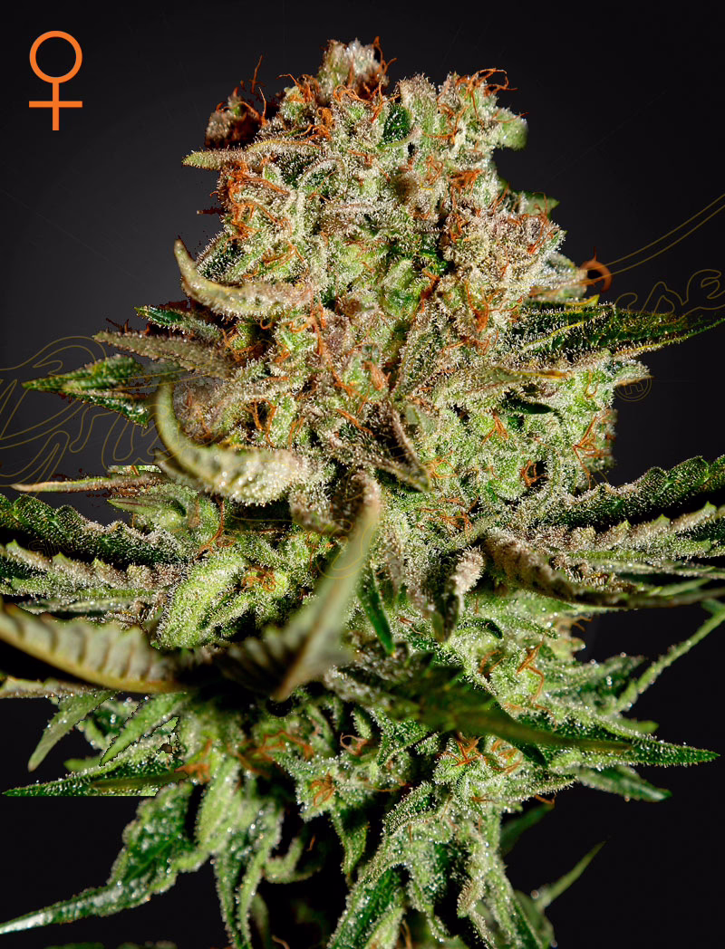 Super Bud feminized cannabis seeds by Green House Seed Co, Big Bud x Skunk, 5-pack