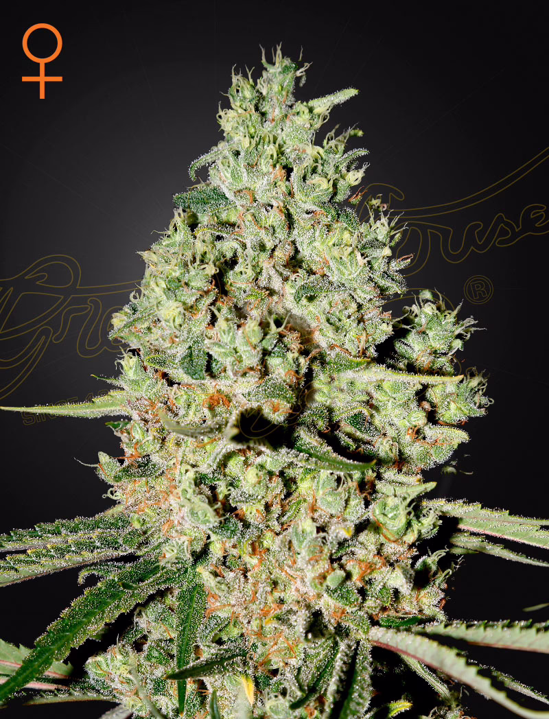 Super Critical feminized cannabis seeds by Green House Seed Co, Big Bud x Skunk x White Widow, 10-pack