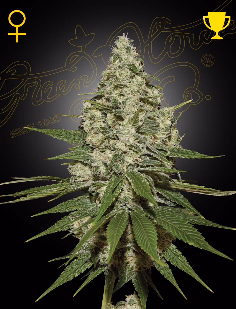 Super Lemon Haze feminized cannabis seeds by Green House Seed Co, Lemon Skunk x Super Silver Haze, 5-pack