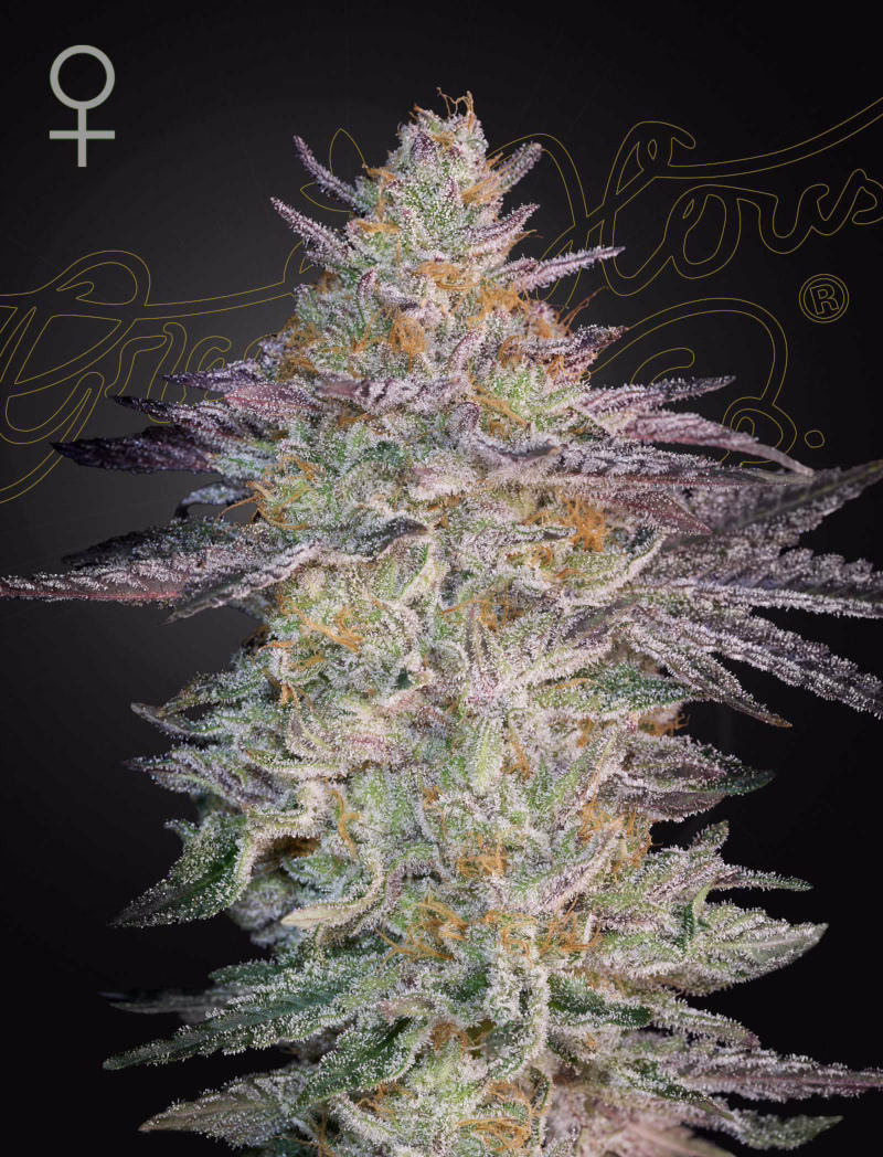 Super Lemon Haze x GMO feminized cannabis seeds by Green House Seed Co, Super Lemon Haze x GMO, 5-pack