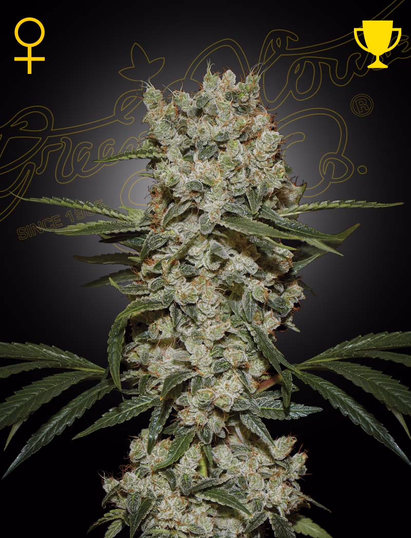 Super Silver Haze feminized cannabis seeds by Green House Seed Co, Skunk x Northern Lights x Haze, 5-pack