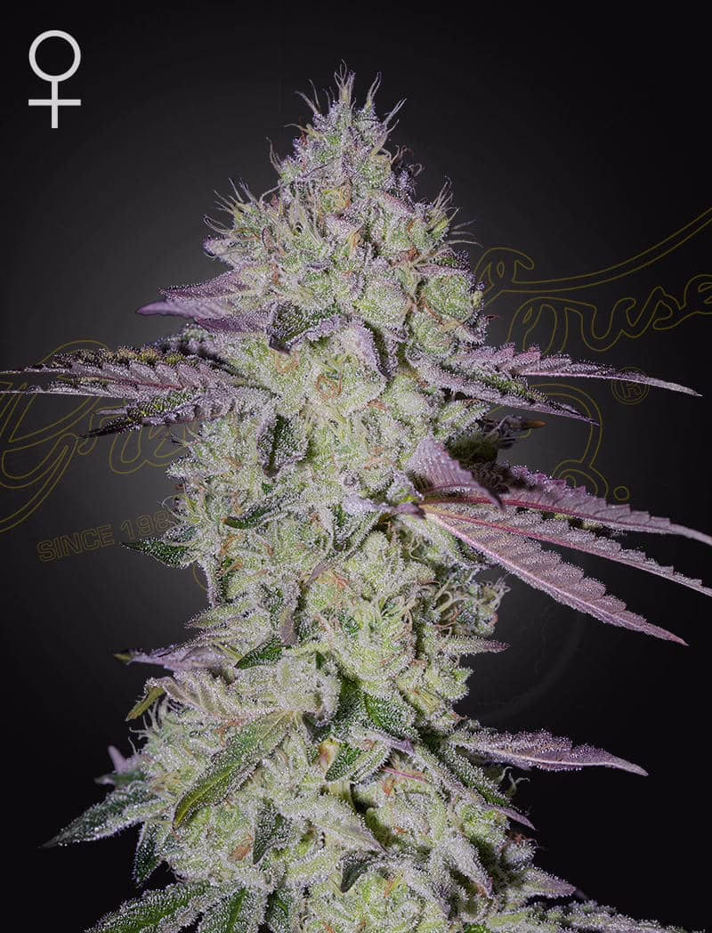 Tarte Tatin feminized cannabis seeds by Green House Seed Co, Caramel Apple Gelato x King's Tart, 10-pack
