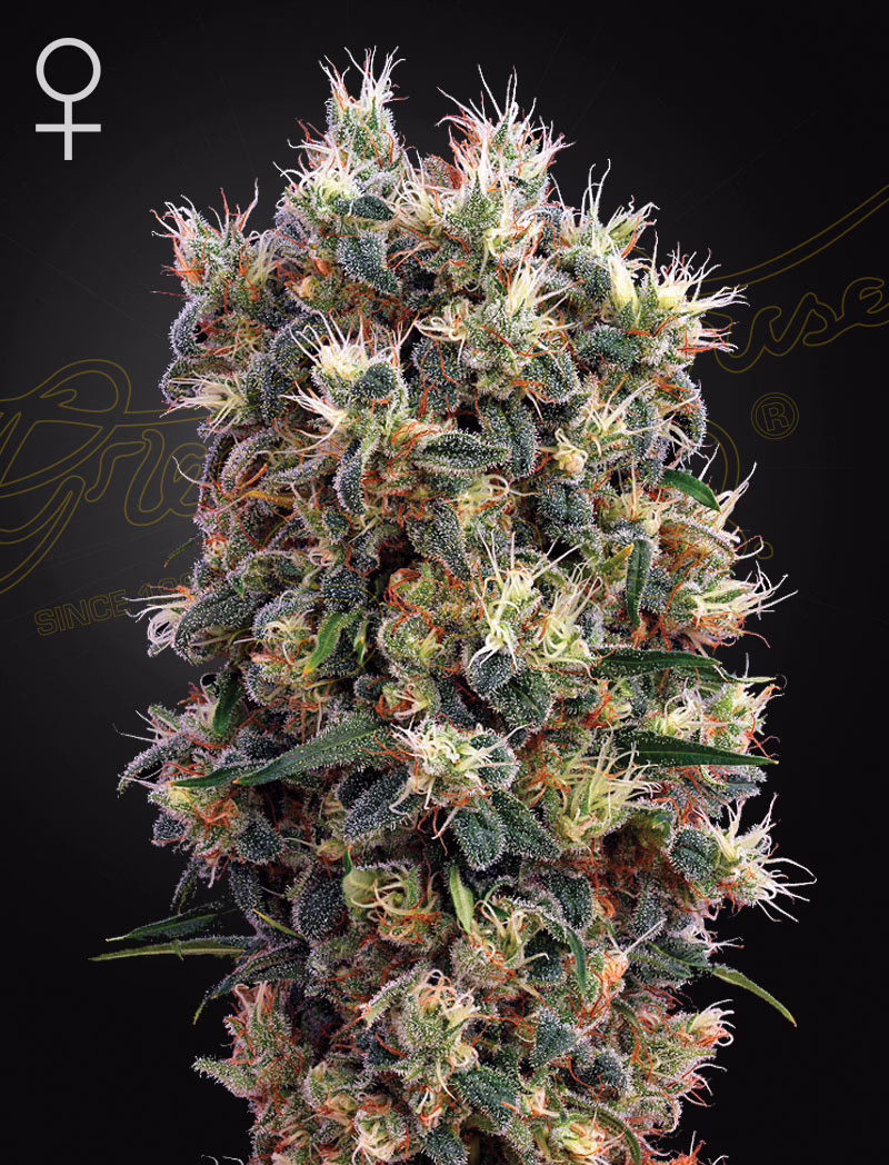 The Church feminized cannabis seeds by Green House Seed Co, Swiss sativa x Super Skunk x Northern Lights, 10-pack