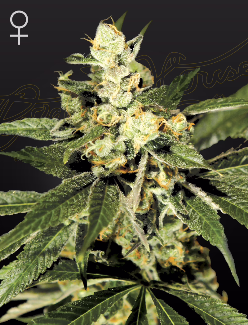 Train Wreck feminized cannabis seeds by Green House Seed Co, The legendary clone-only strain from Arcata, California, 5-pack