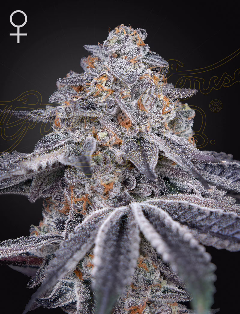 Velvet Moon feminized cannabis seeds by Green House Seed Co, Dosidos x Holy Punch, 5-pack