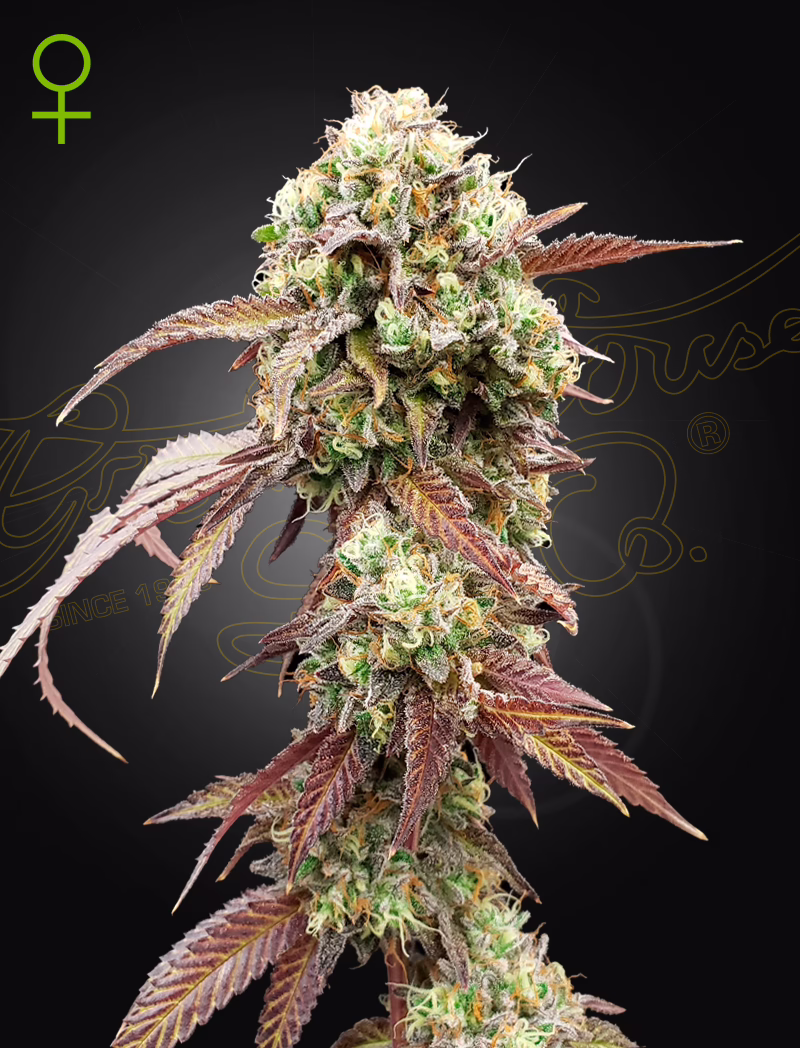 West Coast OG x Gelato 41 Auto autoflower cannabis seeds by Green House Seed Co, West Coast OG x Gelato 41 Auto