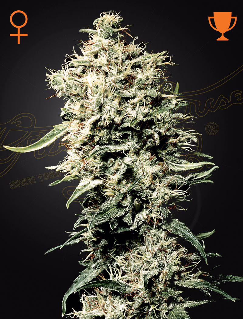 White Rhino feminized cannabis seeds by Green House Seed Co, Afghan x Brazilian x South Indian, 5-pack