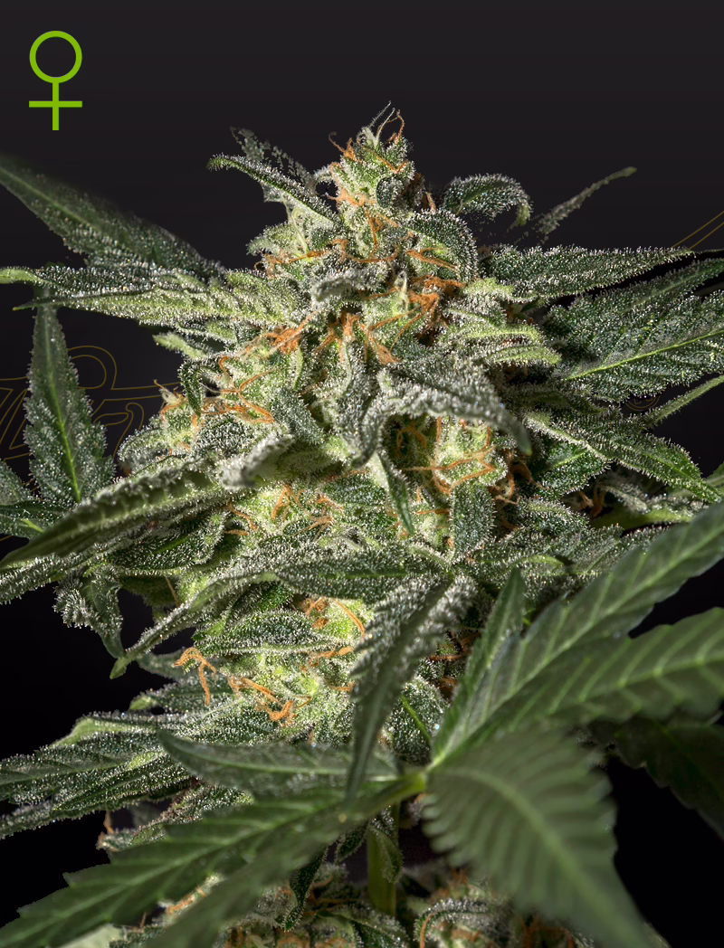 White Widow Auto autoflower cannabis seeds by Green House Seed Co, White Widow x Ruderalis, 5-pack