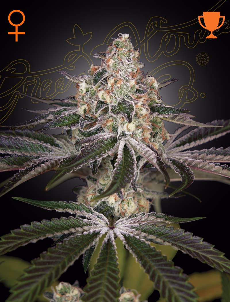 White Widow feminized cannabis seeds by Green House Seed Co, Brazilian x South Indian, 5-pack