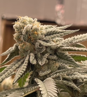 Strawberries & Papayas feminized cannabis seeds from Crockett Family Farms
