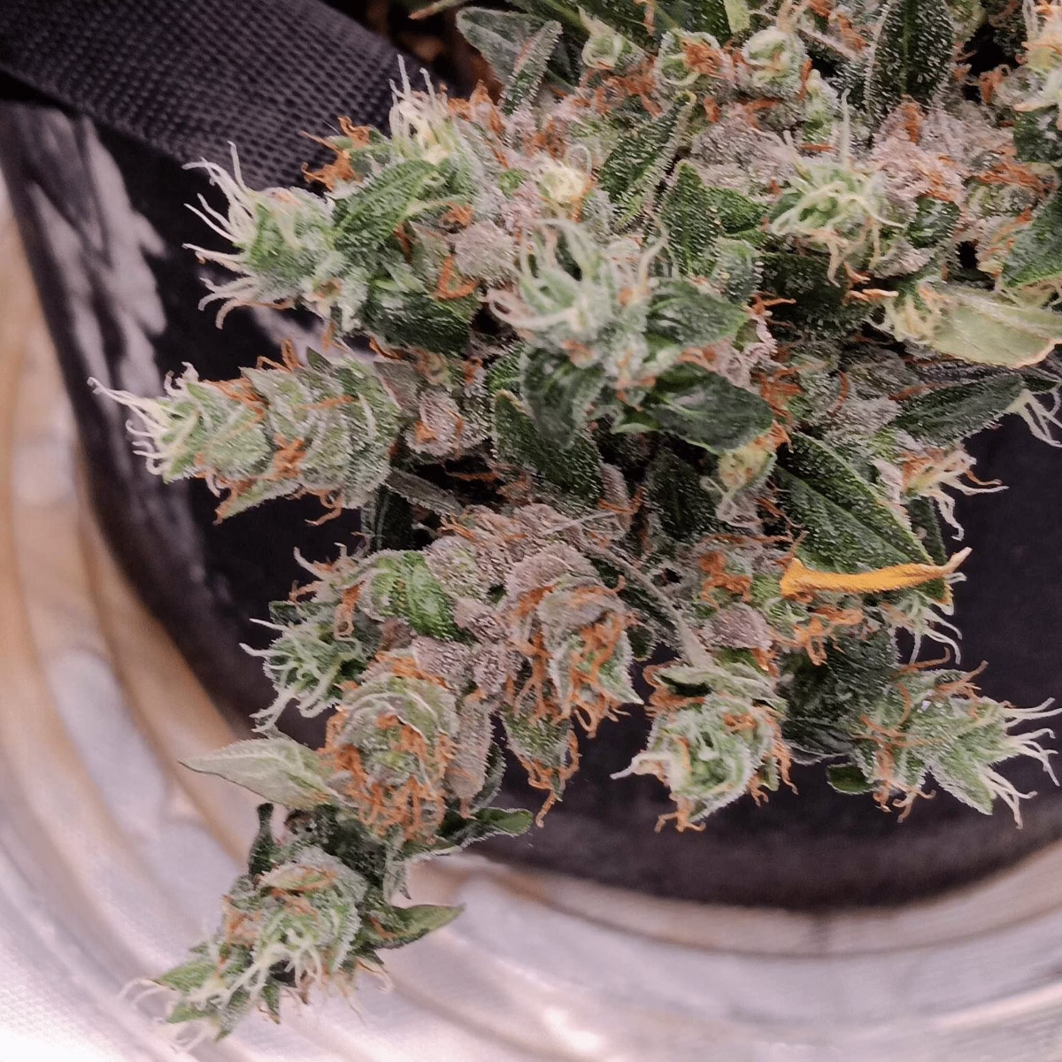 Harvested Fat Bastard cannabis buds grown from Origin Seed Co feminized seeds, dense flowers with orange pistils and heavy trichome coverage