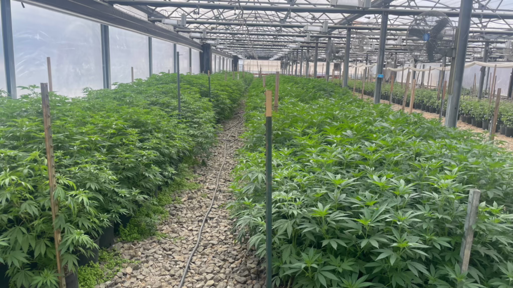 Rows of cannabis mother plants in a greenhouse at a partner clone nursery
