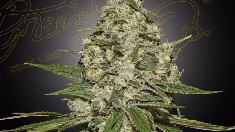 Super Lemon Haze cannabis plant in full flower with one large frosted cola