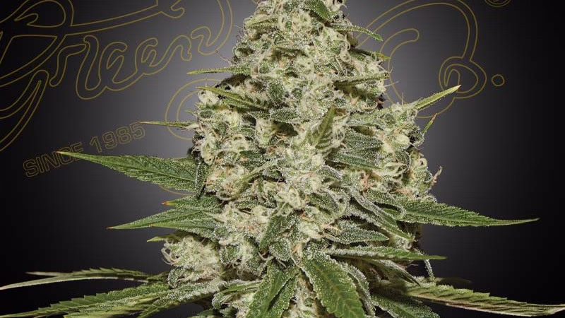 Super Lemon Haze cannabis plant in full flower with one large frosted cola
