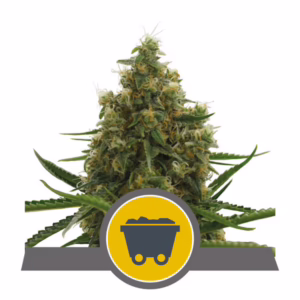 Shining Silver Haze Regular Seeds by Royal Queen Seeds