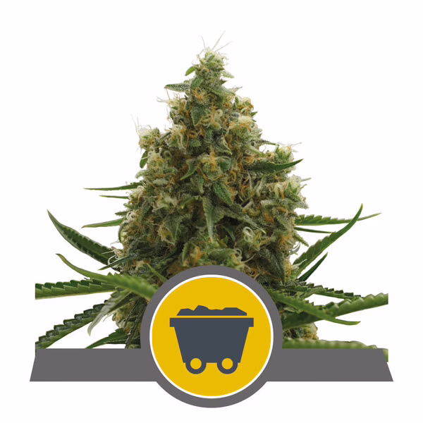 Shining Silver Haze Regular Seeds by Royal Queen Seeds