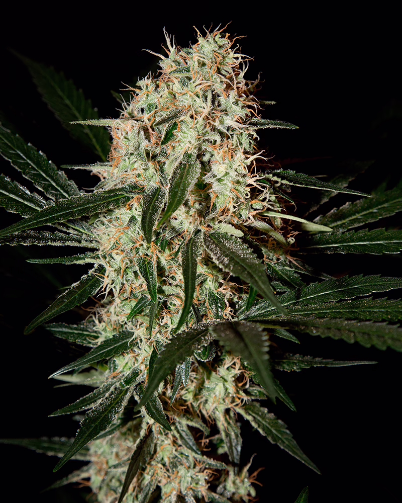 Arjan's Haze #3 Seeds by Green House Seed Co