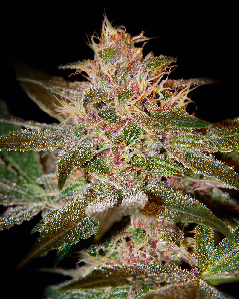 Pure Kush Seeds by Green House Seed Co
