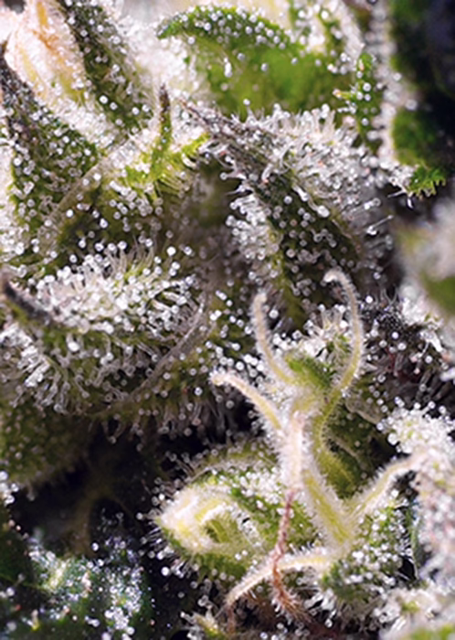 Cream Caramel Auto Seeds by Sweet Seeds