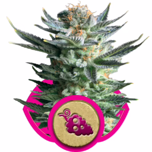 Fruit Spirit Seeds by Royal Queen Seeds
