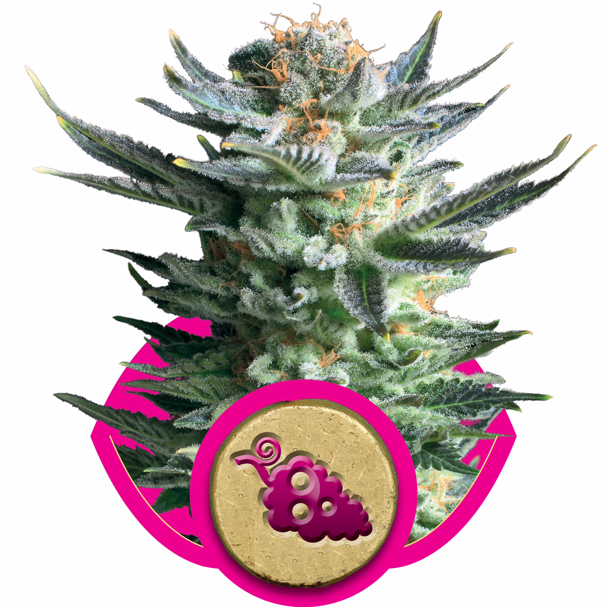 Fruit Spirit Seeds by Royal Queen Seeds