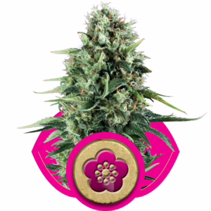 Power Flower Seeds by Royal Queen Seeds