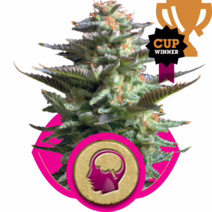Amnesia Haze Seeds by Royal Queen Seeds