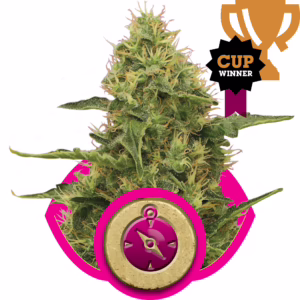Northern Light Seeds by Royal Queen Seeds