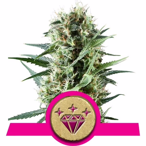 Special Kush #1 Seeds by Royal Queen Seeds