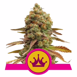 Special Queen #1 Seeds by Royal Queen Seeds