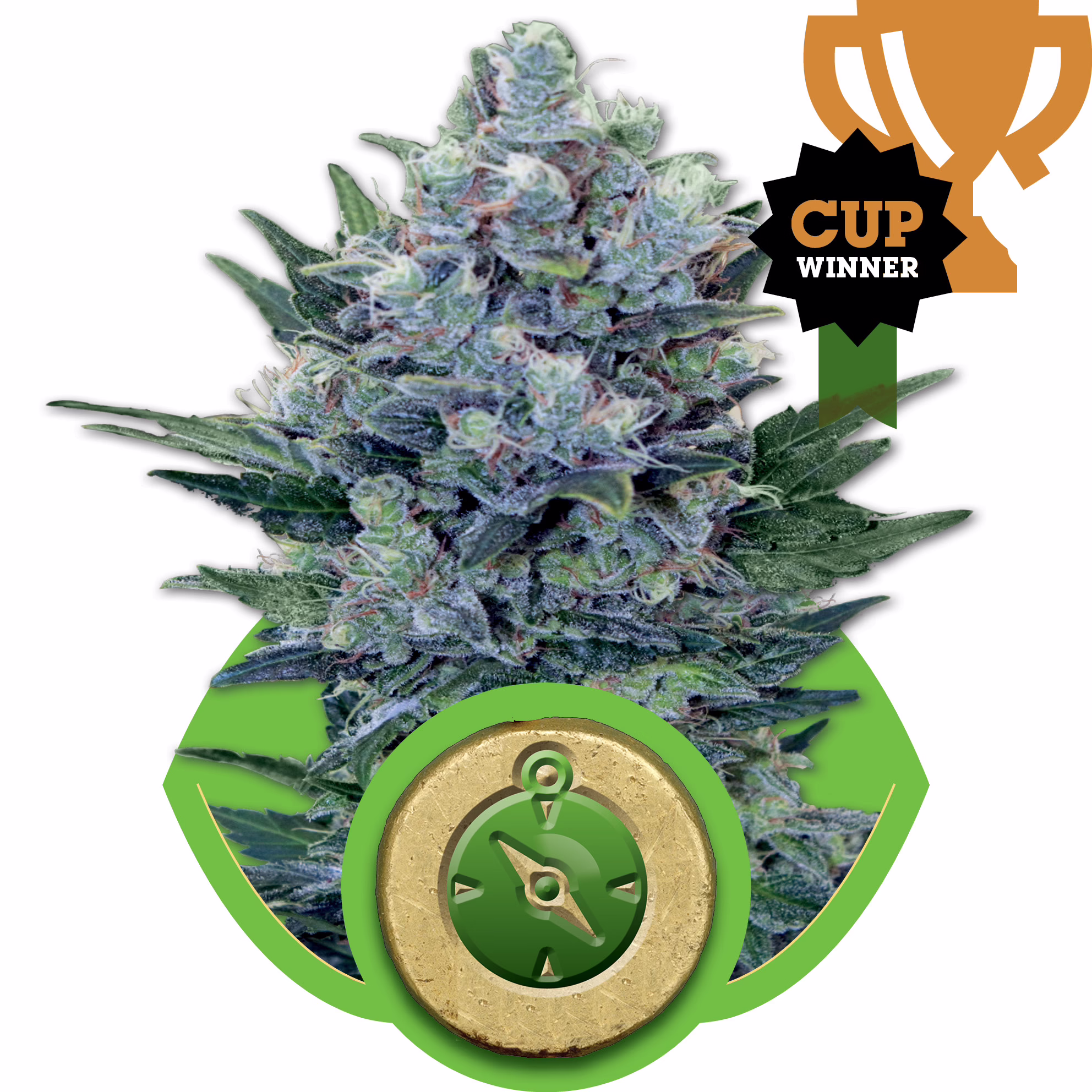 Northern Light Auto Seeds by Royal Queen Seeds
