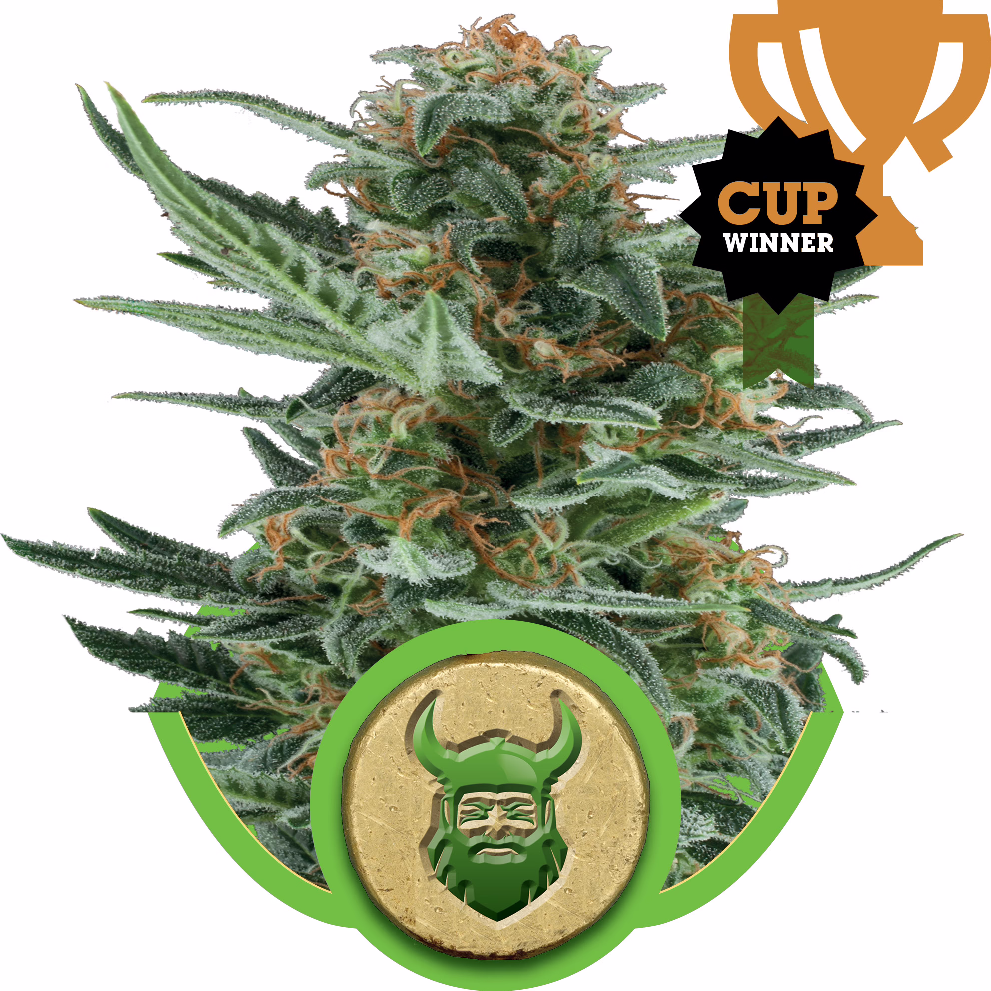 Royal Dwarf Auto Seeds by Royal Queen Seeds