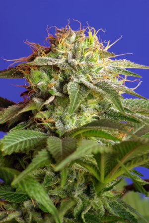 Green Poison Seeds by Sweet Seeds