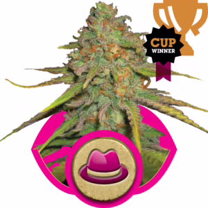 O.G. Kush Seeds by Royal Queen Seeds