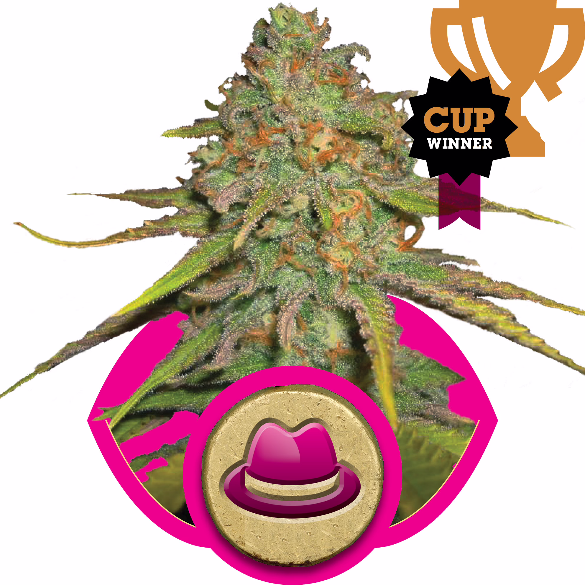 O.G. Kush Seeds by Royal Queen Seeds
