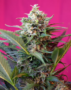 Big Devil XL Auto Seeds by Sweet Seeds