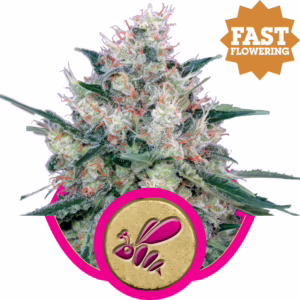 Honey Cream Fast Seeds by Royal Queen Seeds