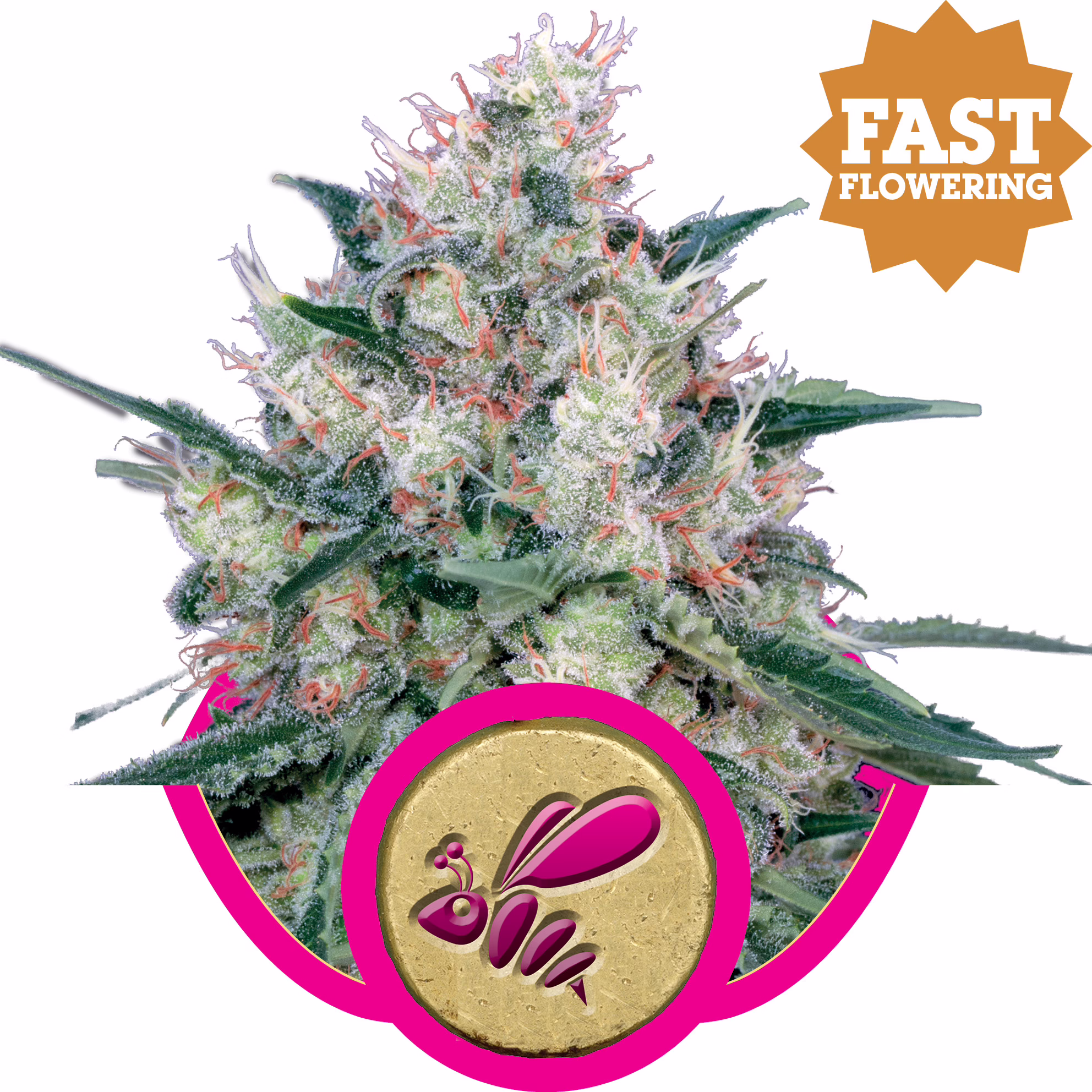 Honey Cream Fast Seeds by Royal Queen Seeds