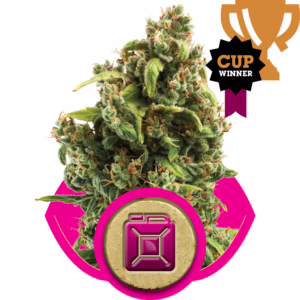 Sour Diesel Seeds by Royal Queen Seeds