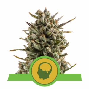 Amnesia Haze Auto Seeds by Royal Queen Seeds