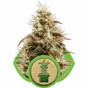 Royal Jack Auto Seeds by Royal Queen Seeds