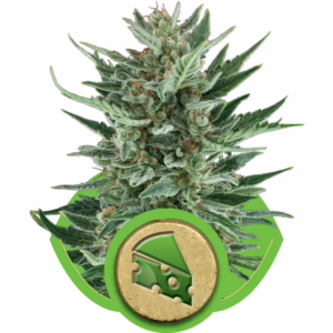 Royal Cheese Auto Seeds by Royal Queen Seeds