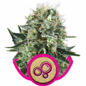 Bubble Kush Seeds by Royal Queen Seeds