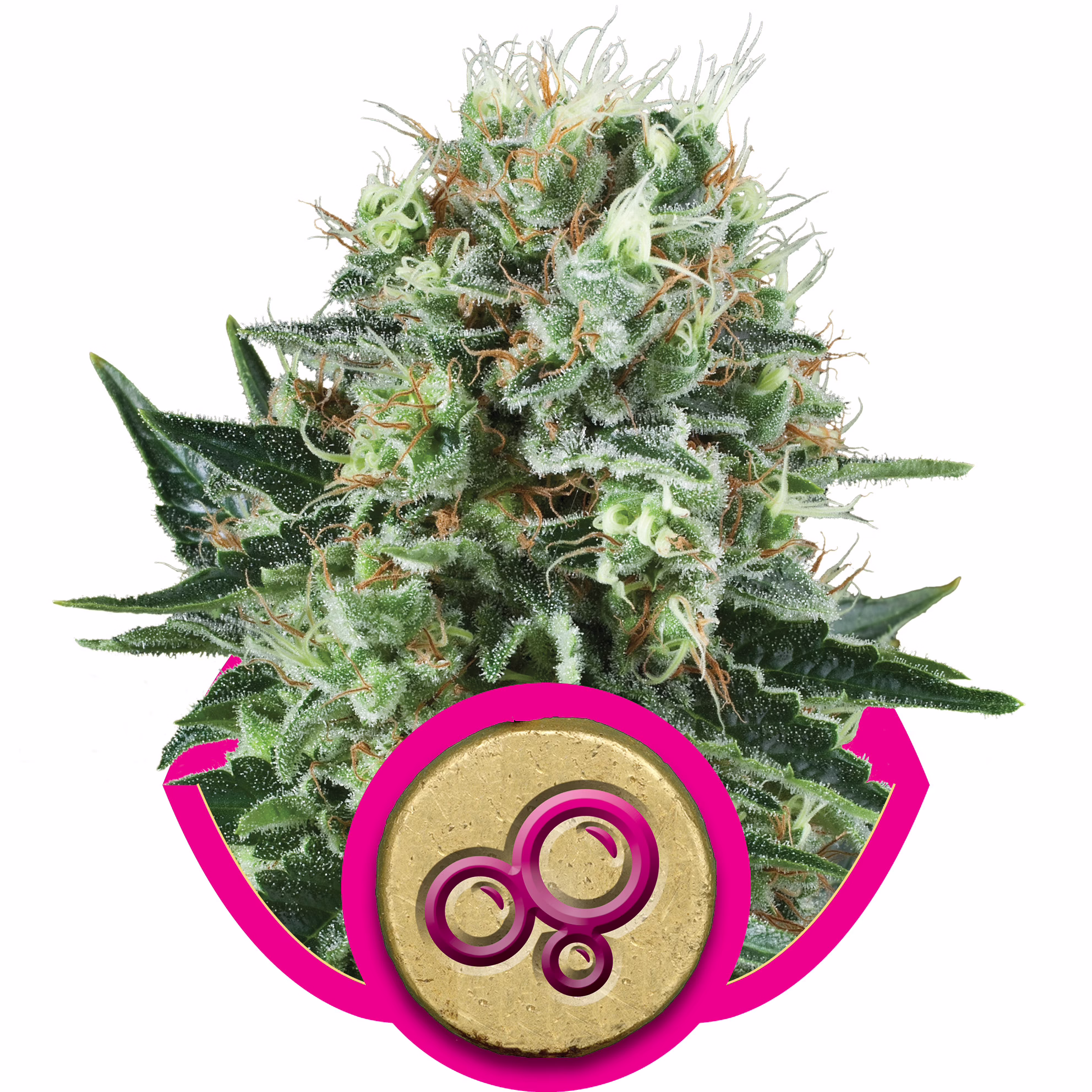 Bubble Kush Seeds by Royal Queen Seeds