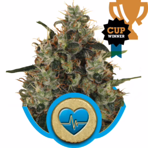 Medical Mass CBD Seeds by Royal Queen Seeds