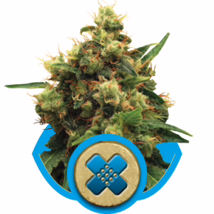 Painkiller XL CBD Seeds by Royal Queen Seeds