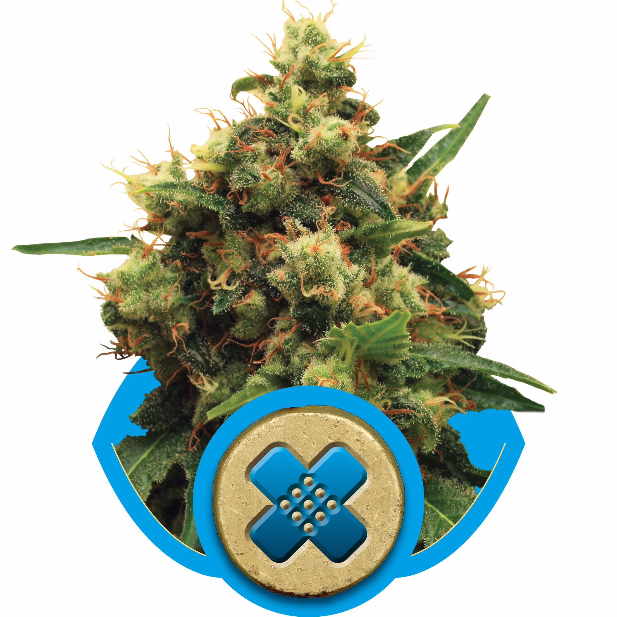 Painkiller XL CBD Seeds by Royal Queen Seeds